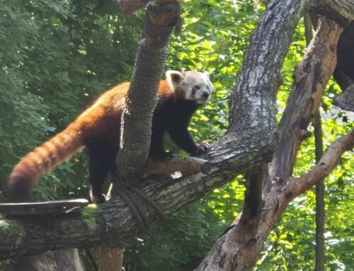 Zachwycająca Panda Czerwona